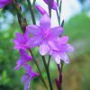 Pink Watsonia Essence