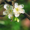 Plum Essence