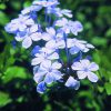 Plumbago Essence