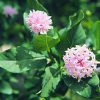 Pompom Tree Essence
