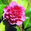 Red Camellia Essence