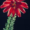 Red Erica Essence