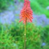 Red Hot Poker Essence