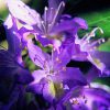 Rhododendron Essence