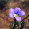 Roella Essence