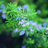 Rosemary Essence