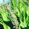 Scilla Essence