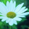 Shasta Daisy Essence