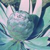 Silverleaf Essence