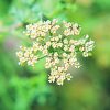 Sonderina Essence