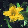 Squash Essence