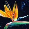 Strelitzia Essence