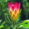 Sugar Bush Protea Essence