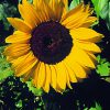 Sunflower Essence