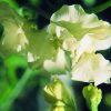 Sweetpea Essence