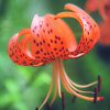 Tiger Lily Essence