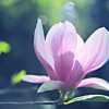 Tulip Magnolia Essence