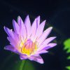 Water Lily Essence