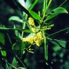 Wattle Essence