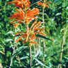 Wild Dagga Essence