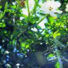 Wild Gardenia Essence