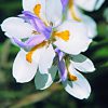 Wild Iris Essence