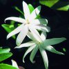 Wild Jasmine Essence