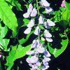 Wisteria Essence