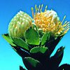 Yellow Pincushion Essence