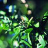 Yellowwood Essence