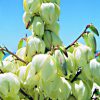 Yucca Essence