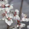 Apricot Essence