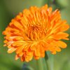 Calendula Essence