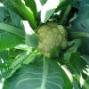 Cauliflower Essence