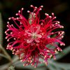 Grevillea Essence