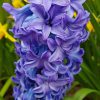 Hyacinth Essence