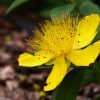 Hypericum Essence