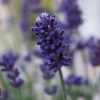 Lavender Essence