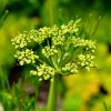 Parsley Essence