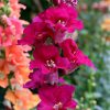 Snapdragon Essence