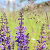 Wild Sage Essence
