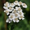Yarrow Essence