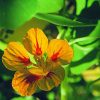 Nasturtium Essence
