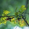 Oak Essence